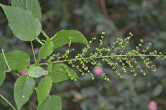 Acalypha paniculata